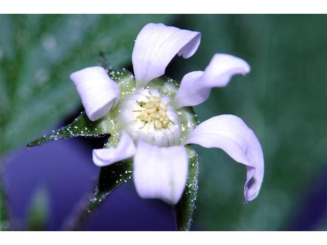 Rubus pubescens (Dwarf red blackberry) #73265