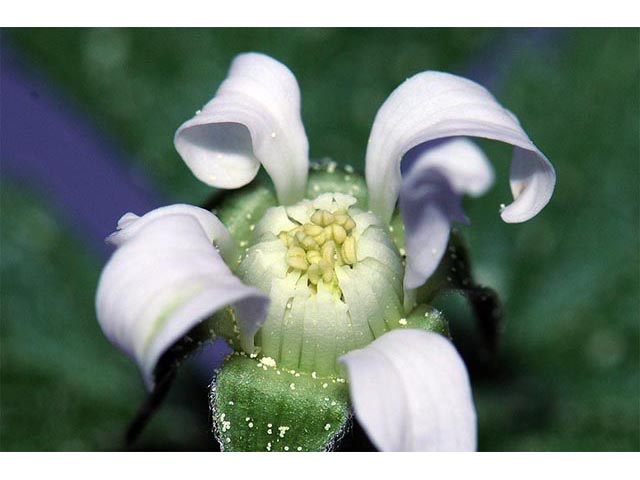 Rubus pubescens (Dwarf red blackberry) #73267