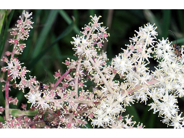 Maianthemum racemosum ssp. racemosum (Feathery false lily of the valley) #73270