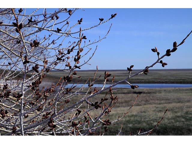 Populus angustifolia (Narrowleaf cottonwood) #73303