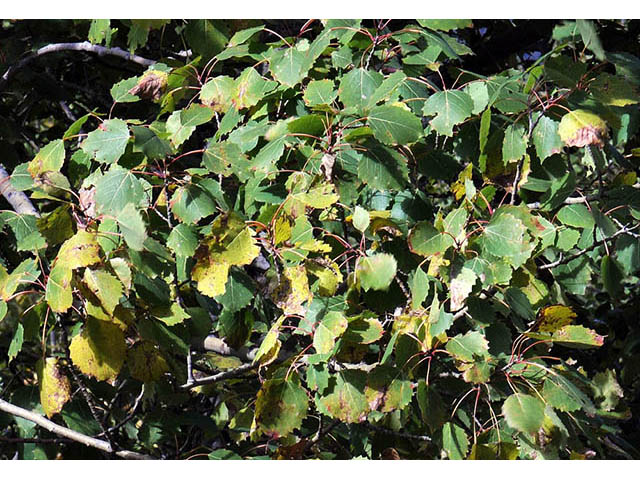 Populus grandidentata (Bigtooth aspen) #73371