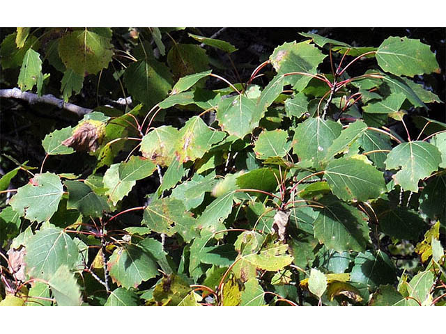 Populus grandidentata (Bigtooth aspen) #73372