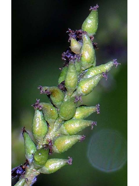 Populus tremuloides (Quaking aspen) #73386