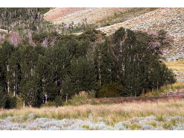 Populus tremuloides (Quaking aspen) #73388