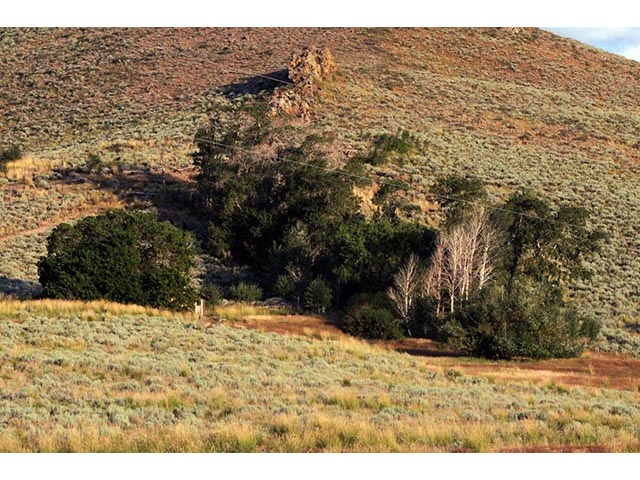 Populus tremuloides (Quaking aspen) #73392