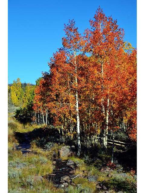 Populus tremuloides (Quaking aspen) #73408