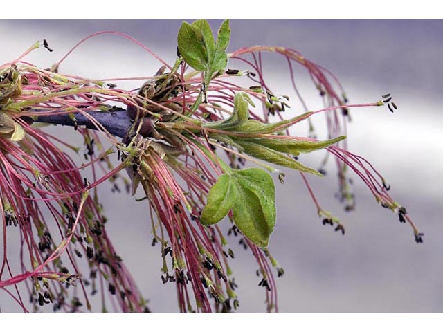 Acer negundo var. interius (Boxelder) #73430