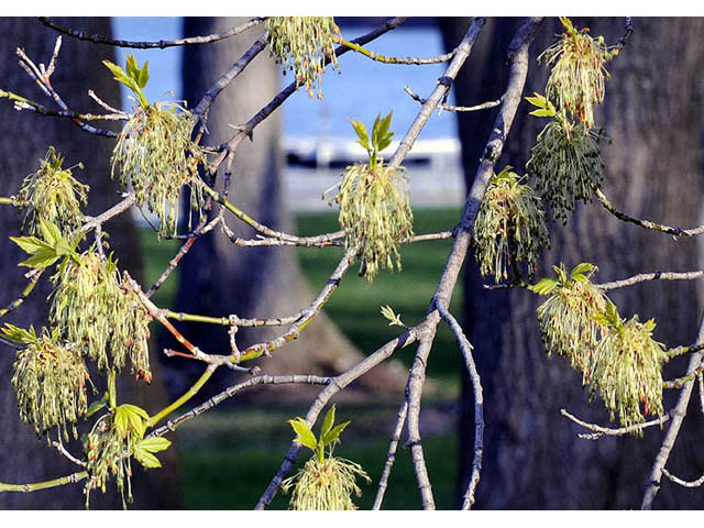 Acer negundo var. negundo (Boxelder) #73438