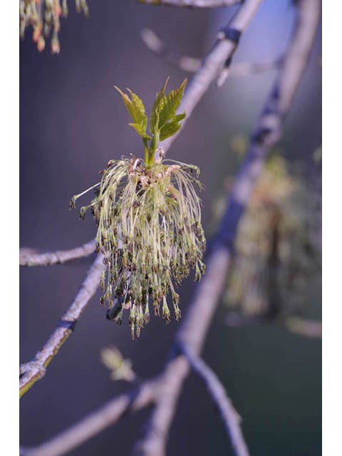 Acer negundo var. negundo (Boxelder) #73439