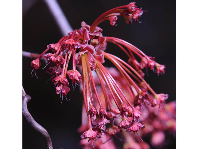 Acer rubrum (Red maple) #73464