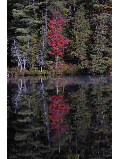 Acer rubrum (Red maple) #73484