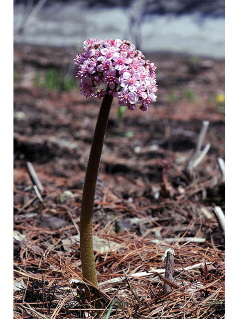 Darmera peltata (Indian rhubarb) #73525