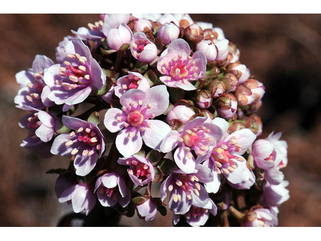 Darmera peltata (Indian rhubarb) #73530