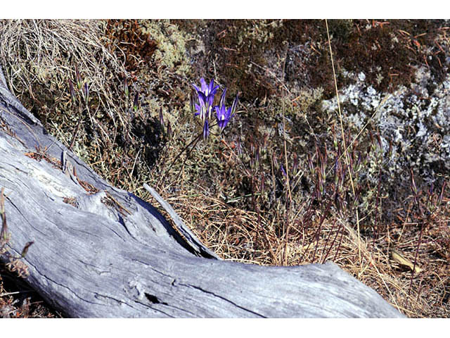 Brodiaea elegans ssp. elegans (Harvest brodiaea) #73564