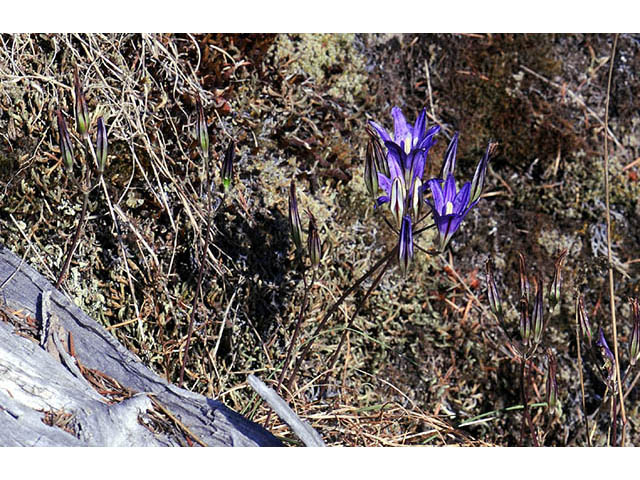 Brodiaea elegans ssp. elegans (Harvest brodiaea) #73565