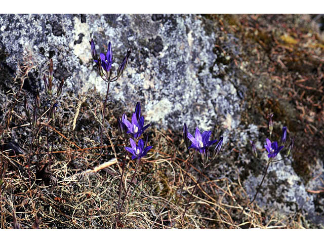 Brodiaea elegans ssp. elegans (Harvest brodiaea) #73566