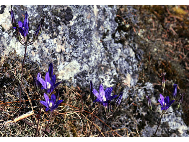 Brodiaea elegans ssp. elegans (Harvest brodiaea) #73567