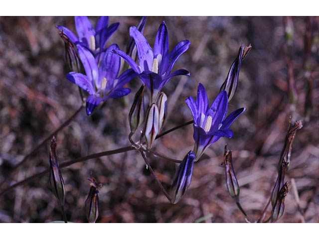 Brodiaea elegans ssp. elegans (Harvest brodiaea) #73569