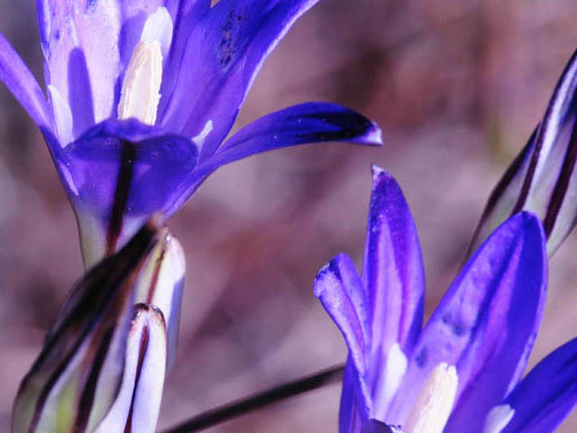 Brodiaea elegans ssp. elegans (Harvest brodiaea) #73570