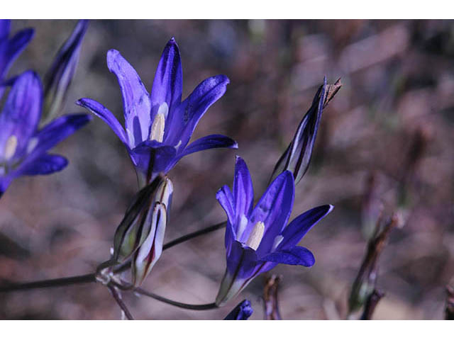 Brodiaea elegans ssp. elegans (Harvest brodiaea) #73571