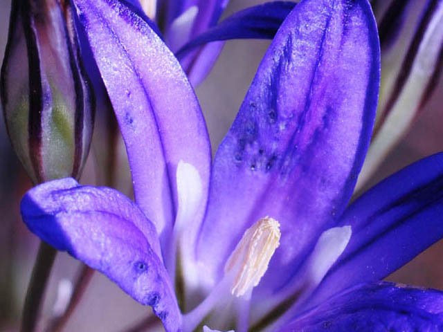 Brodiaea elegans ssp. elegans (Harvest brodiaea) #73572