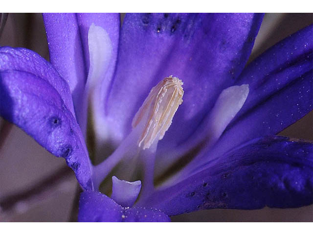 Brodiaea elegans ssp. elegans (Harvest brodiaea) #73573