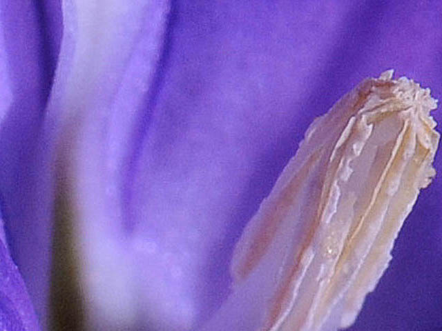 Brodiaea elegans ssp. elegans (Harvest brodiaea) #73574