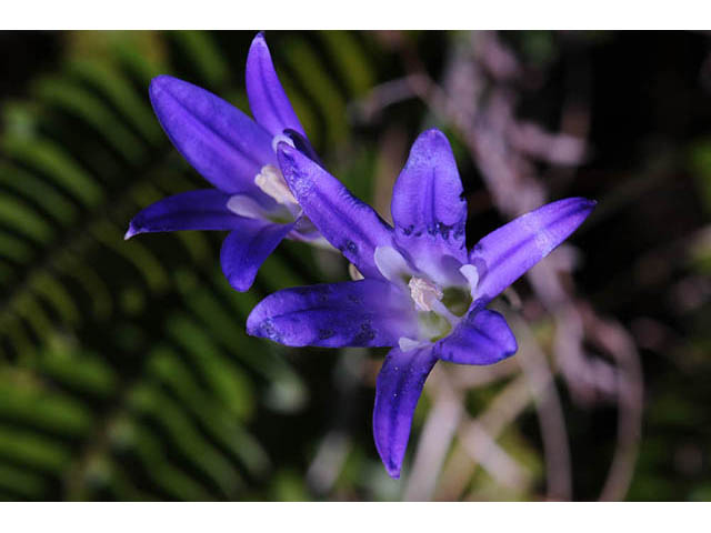 Brodiaea elegans ssp. elegans (Harvest brodiaea) #73575