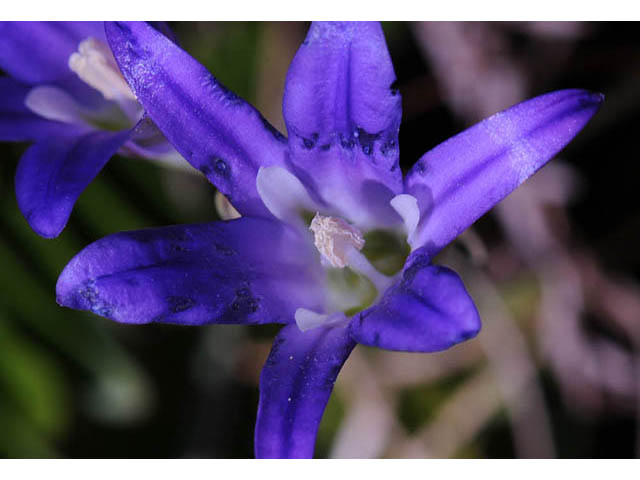 Brodiaea elegans ssp. elegans (Harvest brodiaea) #73576