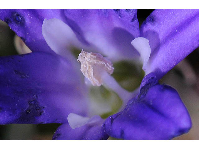 Brodiaea elegans ssp. elegans (Harvest brodiaea) #73577