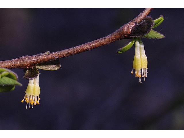 Dirca palustris (Eastern leatherwood) #73596