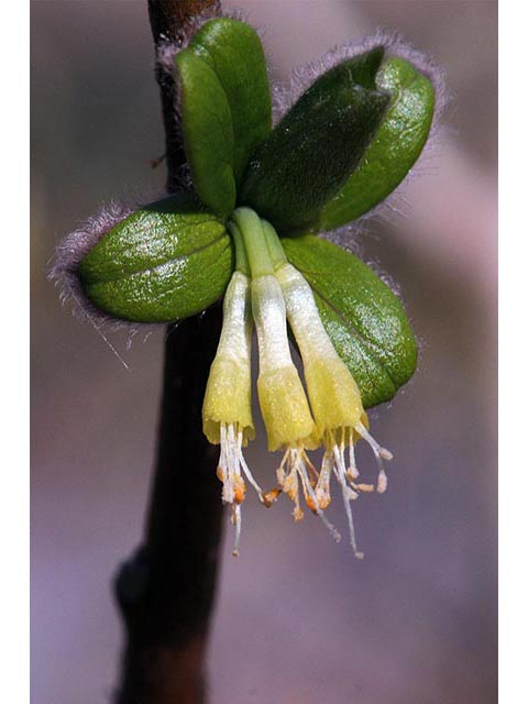 Dirca palustris (Eastern leatherwood) #73599