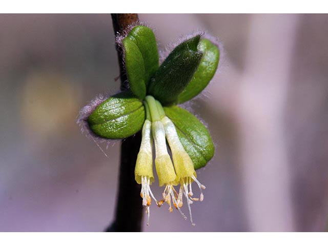 Dirca palustris (Eastern leatherwood) #73600