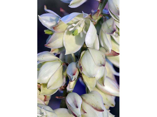 Yucca glauca (Soapweed yucca) #73701