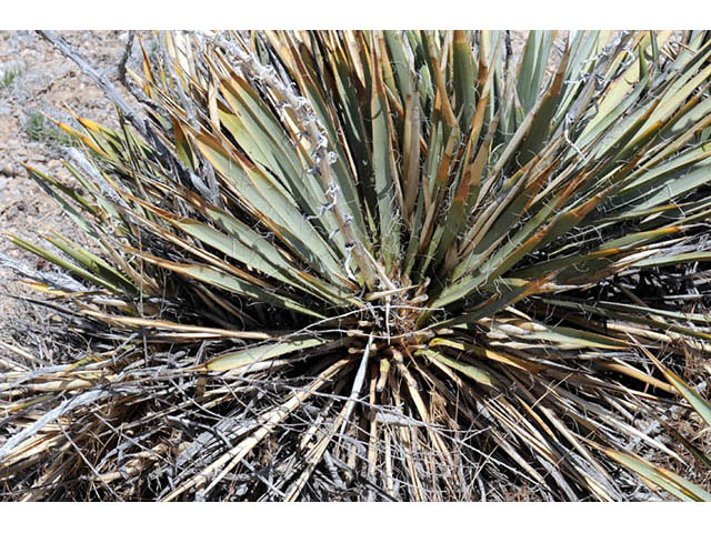 Yucca harrimaniae var. harrimaniae (Spanish bayonet) #73726