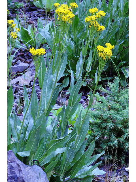 Senecio atratus (Tall blacktip ragwort) #73810