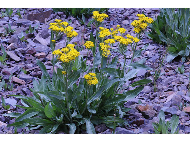 Senecio atratus (Tall blacktip ragwort) #73811