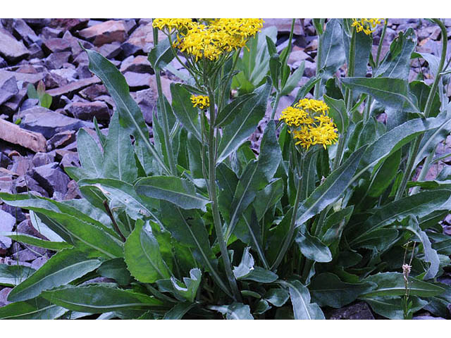 Senecio atratus (Tall blacktip ragwort) #73813