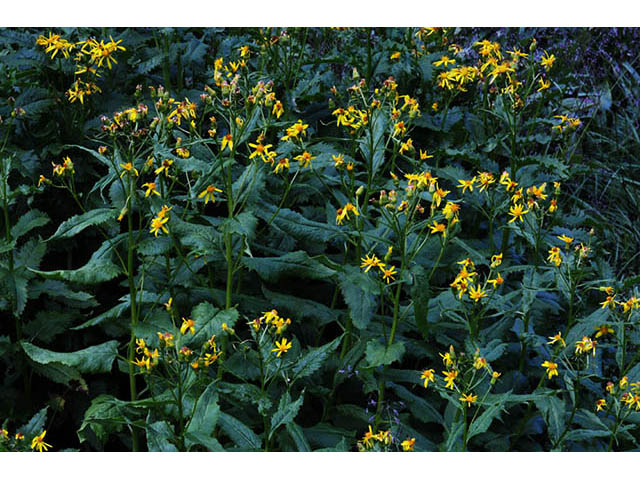 Senecio atratus (Tall blacktip ragwort) #73820