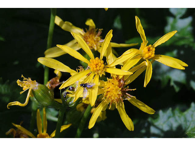 Senecio atratus (Tall blacktip ragwort) #73824