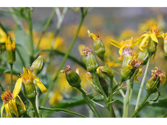 Senecio atratus (Tall blacktip ragwort) #73825