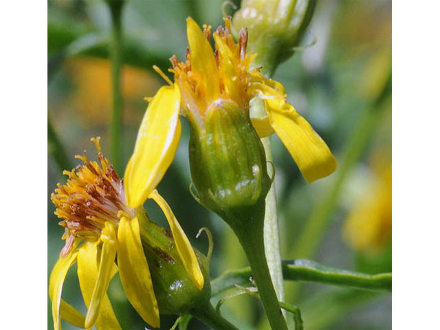 Senecio atratus (Tall blacktip ragwort) #73826