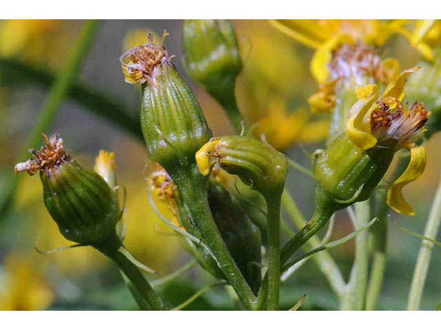 Senecio atratus (Tall blacktip ragwort) #73828