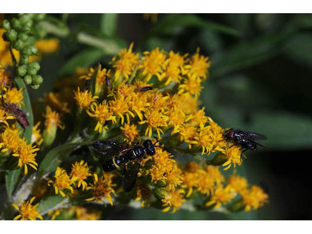 Solidago canadensis (Canada goldenrod) #74028