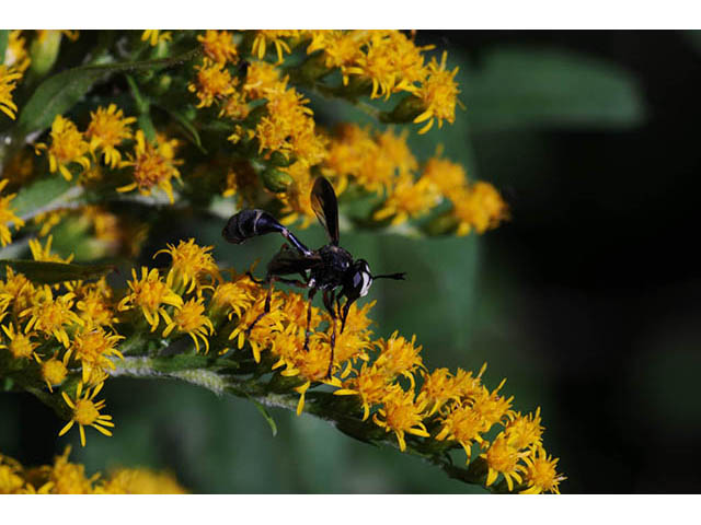 Solidago canadensis (Canada goldenrod) #74029