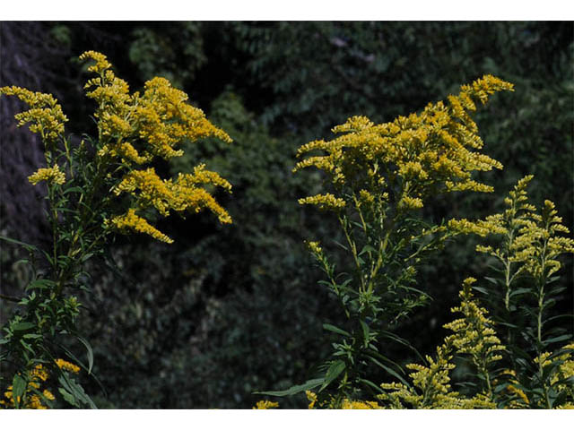 Solidago canadensis (Canada goldenrod) #74037