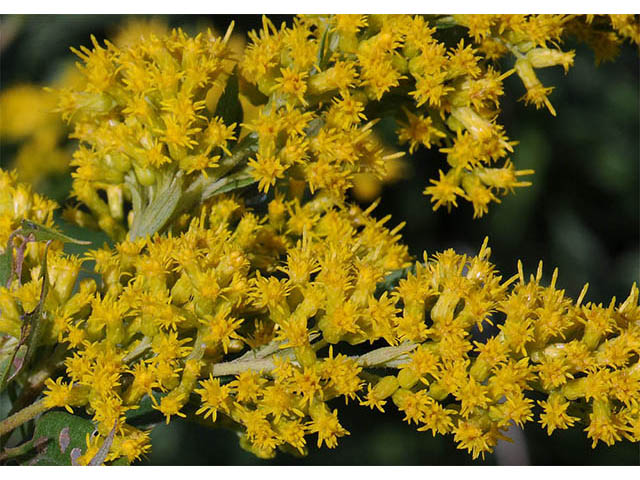 Solidago canadensis (Canada goldenrod) #74040