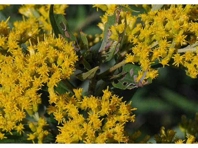 Solidago canadensis (Canada goldenrod) #74041