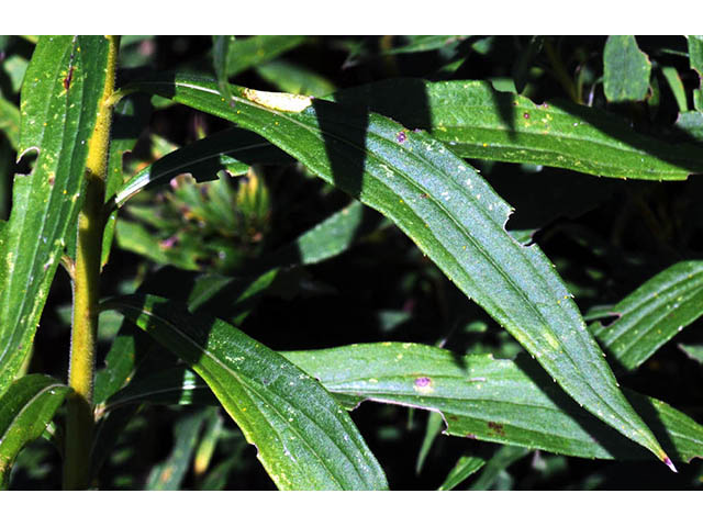 Solidago canadensis (Canada goldenrod) #74046