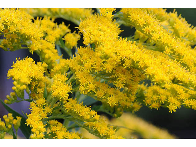 Solidago canadensis (Canada goldenrod) #74055